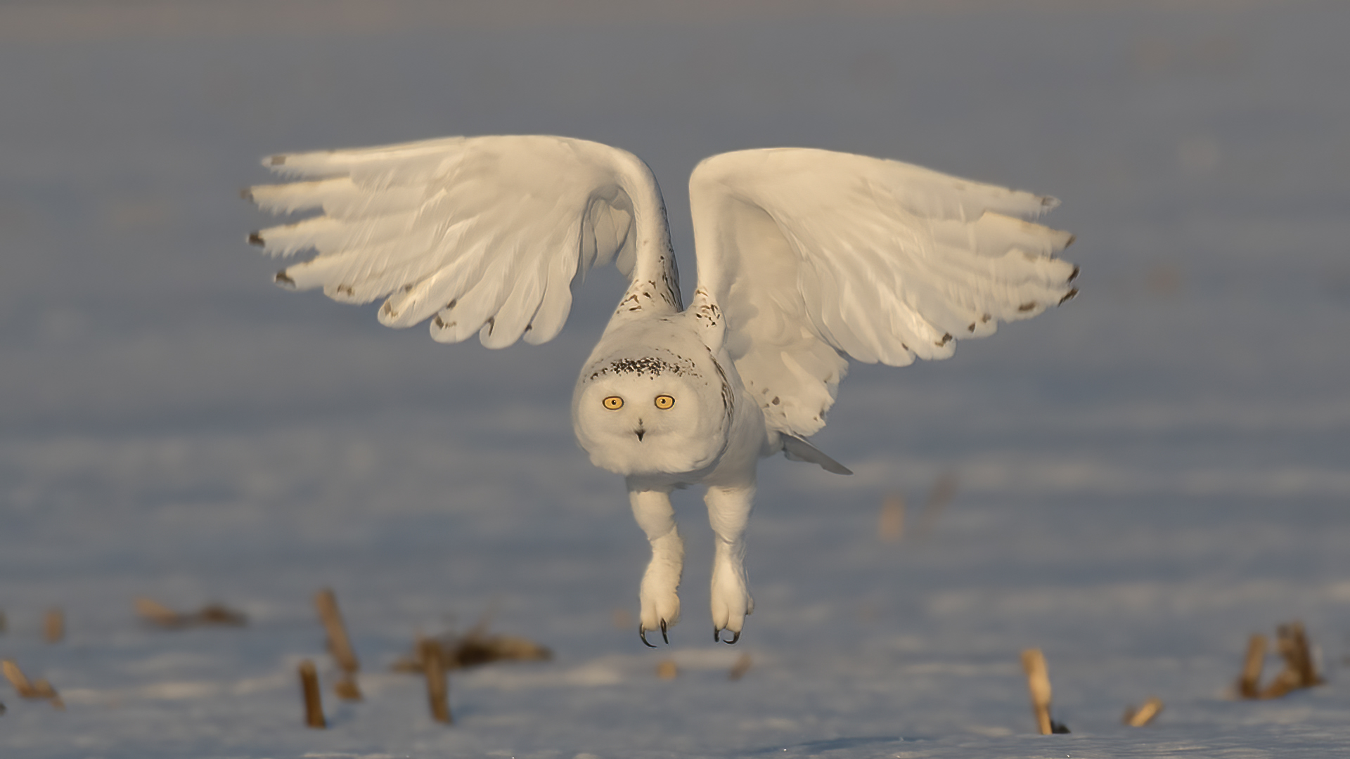Snowy Owl